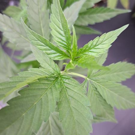 Blockberry CLONE