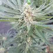 Permant Marker X Georgia Pie