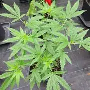 Sour Papaya CLONES