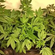 Zoap Rosé CLONES