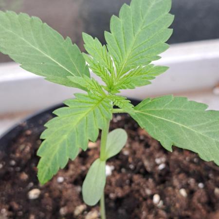 Sour Papaya