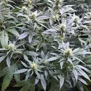 Clementine Slush CLONES