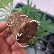 OUT Biscotti#7 CLONE