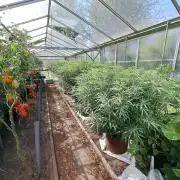 GH Biscotti#7 Zamnesia CLONE