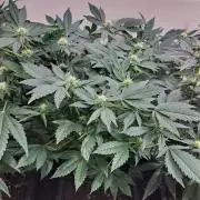 Zoap Rosé CLONES