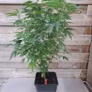 Blockberry CLONE