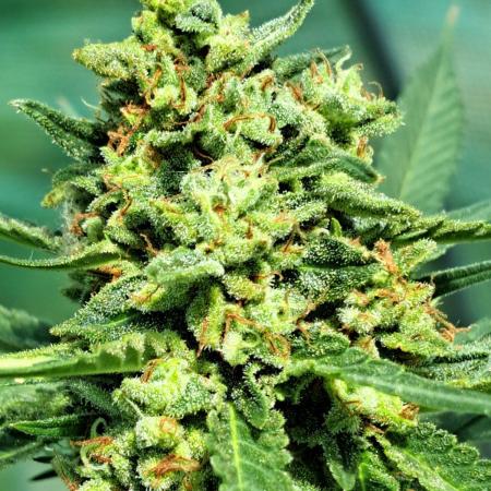 Amnesia Haze Go Fast
