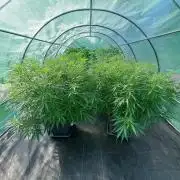 Biscotti#7 Zamnesia CLONE
