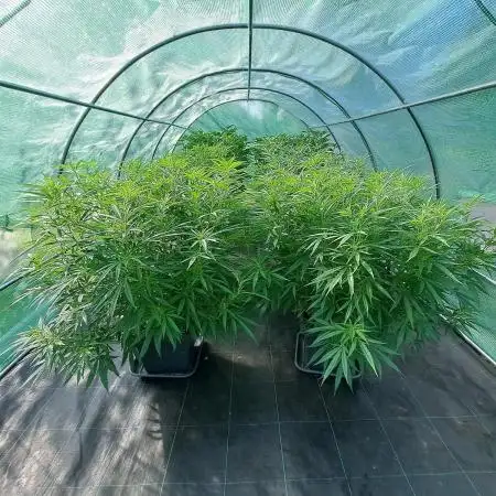 Biscotti#7 Zamnesia CLONE