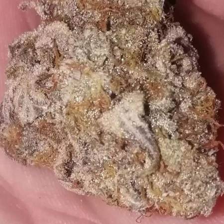 Gelato Olandese Autofiorenti outdoor ita