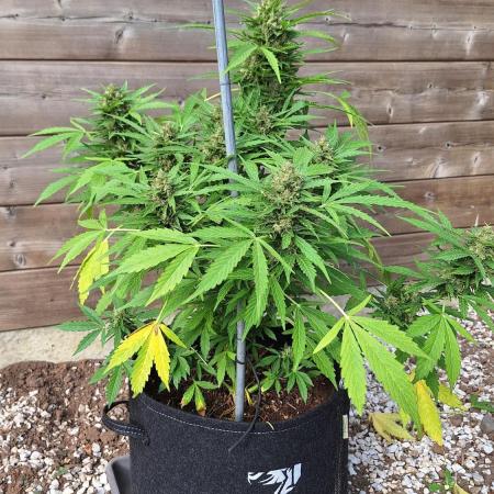 Autoflowers 2025