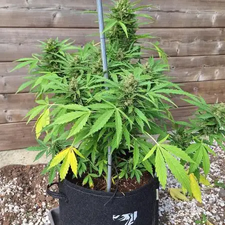Autoflowers 2025