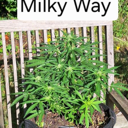Autoflowers 2025