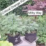Autoflowers 2025