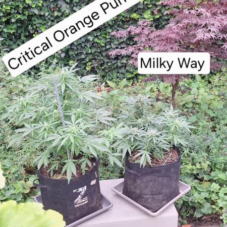 Autoflowers 2025