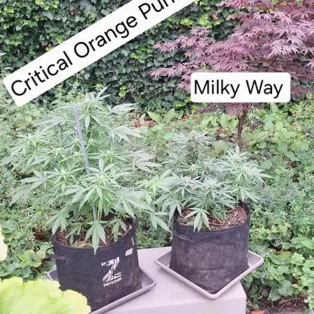 Autoflowers 2025