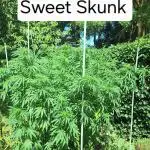 Frisian Dew / Sweet skunk F1 2025