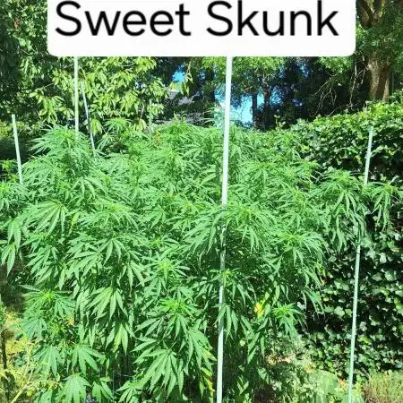 Frisian Dew / Sweet skunk F1 2025