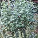 Frisian Dew / Sweet skunk F1 2025