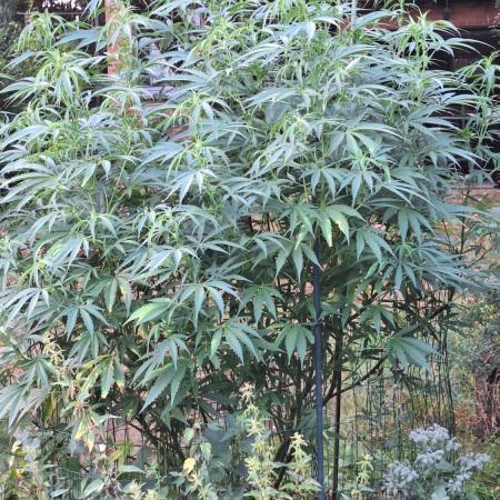 Frisian Dew / Sweet skunk F1 2025