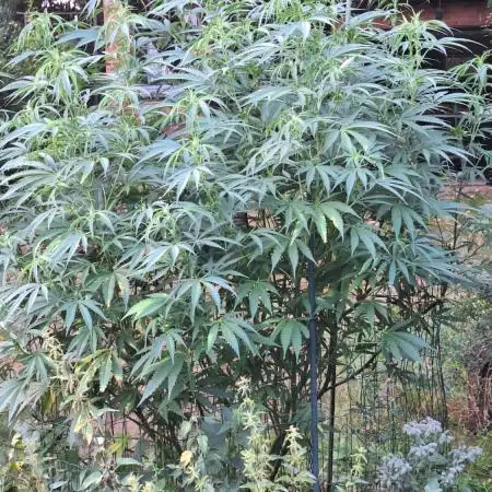 Frisian Dew / Sweet skunk F1 2025