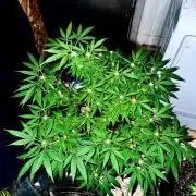 My first indoor grow