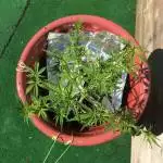 Super Hash Plant Auto