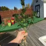 Surprise Seed