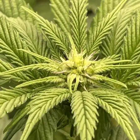 Nerds Rope S1 by Elev8 Seeds
