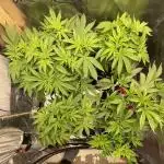 Grow 3 - Zamnesia - Photoperiodic