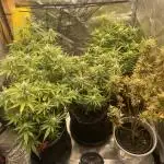 Grow 4 - Zamnesia - Photoperiodic - GER