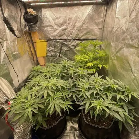 Grow 4 - Zamnesia - Photoperiodic - GER