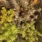Grow 3 - Zamnesia - Photoperiodic