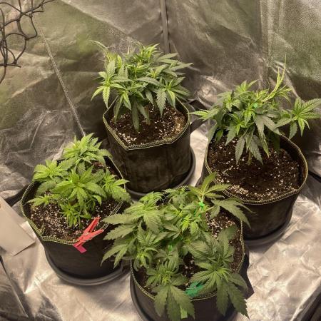 Grow 4 - Zamnesia - Photoperiodic - GER