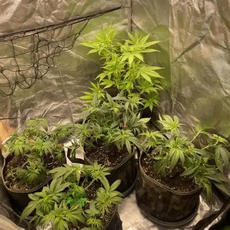 Grow 4 - Zamnesia - Photoperiodic - GER