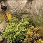 Grow 4 - Zamnesia - Photoperiodic - GER