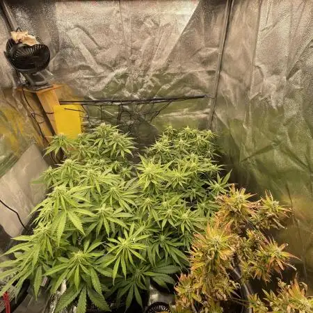 Grow 4 - Zamnesia - Photoperiodic - GER