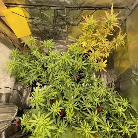 Grow 4 - Zamnesia - Photoperiodic - GER