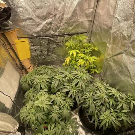 Grow 4 - Zamnesia - Photoperiodic - GER