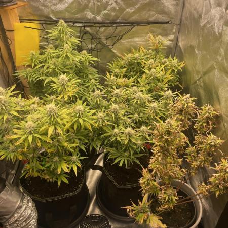 Grow 4 - Zamnesia - Photoperiodic - GER