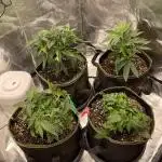 Grow 4 - Zamnesia - Photoperiodic - GER