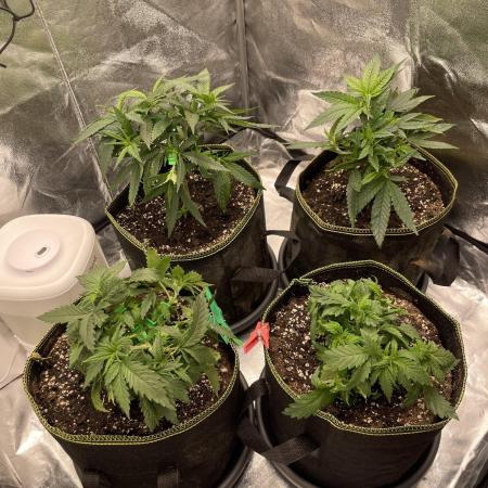 Grow 4 - Zamnesia - Photoperiodic - GER