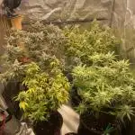 Grow 3 - Zamnesia - Photoperiodic