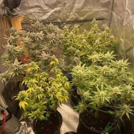 Grow 3 - Zamnesia - Photoperiodic