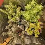 Grow 3 - Zamnesia - Photoperiodic