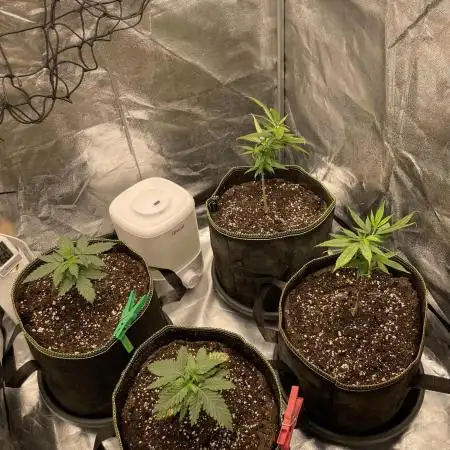 Grow 4 - Zamnesia - Photoperiodic - GER