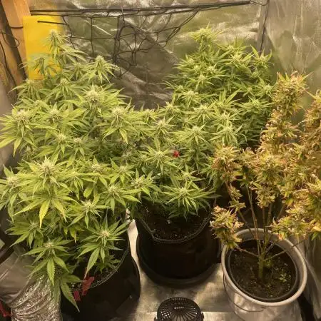 Grow 4 - Zamnesia - Photoperiodic - GER