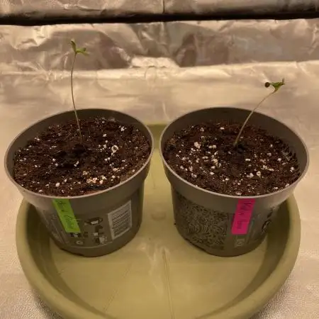 Grow 4 - Zamnesia - Photoperiodic - GER