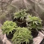 Grow 4 - Zamnesia - Photoperiodic - GER