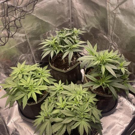 Grow 4 - Zamnesia - Photoperiodic - GER